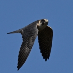 Falco longipennis (Australian Hobby) at Throsby, ACT - 5 Sep 2024 by davidcunninghamwildlife