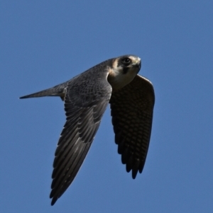 Falco longipennis at Throsby, ACT - 5 Sep 2024