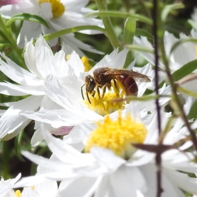 Lasioglossum (Parasphecodes) sp. (genus & subgenus) (Halictid bee) at Acton, ACT - 4 Sep 2024 by HelenCross