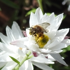 Lasioglossum (Parasphecodes) sp. (genus & subgenus) at Acton, ACT - 4 Sep 2024 02:08 PM