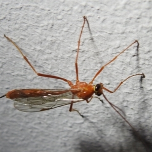 Ichneumonidae (family) at Kambah, ACT - suppressed