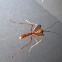 Ichneumonidae (family) at Kambah, ACT - suppressed