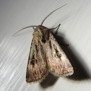 Agrotis infusa at Kambah, ACT - 5 Sep 2024