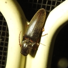 Monocrepidius (genus) (Click beetle) at Kambah, ACT - 5 Sep 2024 by HelenCross