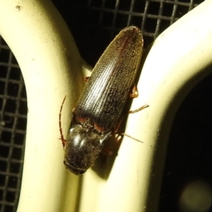 Monocrepidus sp. (genus) at Kambah, ACT - 5 Sep 2024