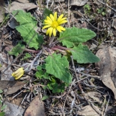 Cymbonotus preissianus (Austral Bear's-ears) at Woomargama, NSW - 30 Aug 2024 by Darcy