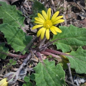 Cymbonotus preissianus at Woomargama, NSW - suppressed