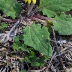 Cymbonotus preissianus at Woomargama, NSW - suppressed