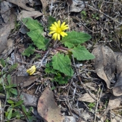 Cymbonotus preissianus at Woomargama, NSW - suppressed