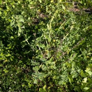 Marrubium vulgare at Cudgel, NSW - 4 Sep 2024