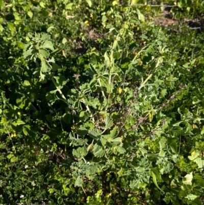 Marrubium vulgare (Horehound) at Cudgel, NSW - 4 Sep 2024 by Darcy