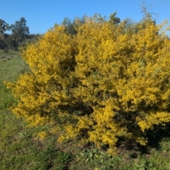 Acacia brachybotrya (Grey Mulga, Grey Wattle) at Cudgel, NSW - 4 Sep 2024 by Darcy