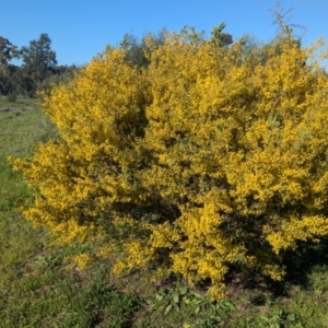 Acacia brachybotrya at Cudgel, NSW - 4 Sep 2024 03:34 PM