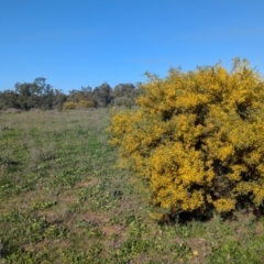 Acacia brachybotrya at Cudgel, NSW - 4 Sep 2024 03:34 PM