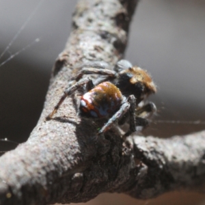 Maratus calcitrans at Denman Prospect, ACT - suppressed