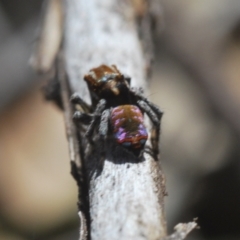 Maratus calcitrans at Denman Prospect, ACT - suppressed