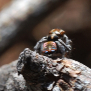 Maratus calcitrans at Denman Prospect, ACT - suppressed