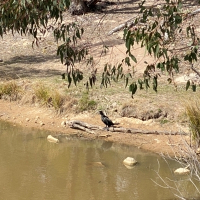 Phalacrocorax sulcirostris (Little Black Cormorant) at Fisher, ACT - 5 Sep 2024 by Shazw