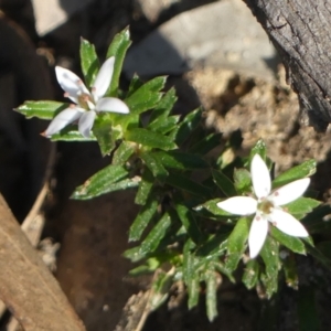 Rhytidosporum procumbens at Wedderburn, NSW - 4 Sep 2024