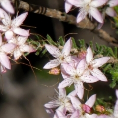 Calytrix tetragona (Common Fringe-myrtle) at Wedderburn, NSW - 4 Sep 2024 by Curiosity