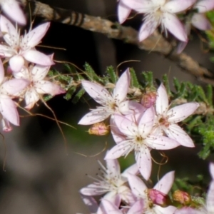 Calytrix tetragona at Wedderburn, NSW - 4 Sep 2024 09:48 AM