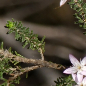 Calytrix tetragona at Wedderburn, NSW - 4 Sep 2024 09:48 AM