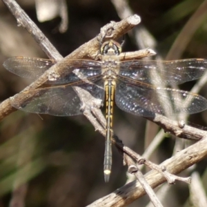 Hemicordulia tau at Wedderburn, NSW - 4 Sep 2024