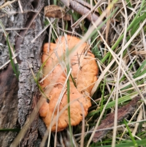 Trametes coccinea at Captains Flat, NSW - 5 Sep 2024