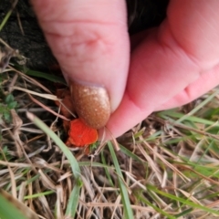 Trametes coccinea at Captains Flat, NSW - 5 Sep 2024