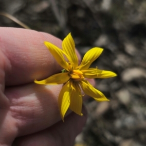 Microseris walteri at Captains Flat, NSW - 5 Sep 2024