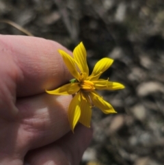 Microseris walteri at Captains Flat, NSW - 5 Sep 2024