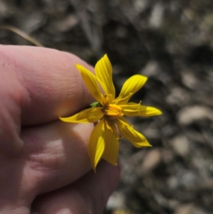 Microseris walteri at Captains Flat, NSW - 5 Sep 2024