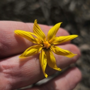 Microseris walteri at Captains Flat, NSW - suppressed