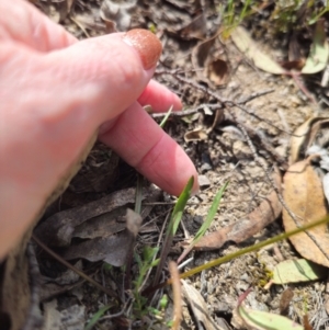 Microseris walteri at Captains Flat, NSW - 5 Sep 2024