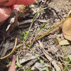 Microseris walteri at Captains Flat, NSW - 5 Sep 2024