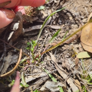 Microseris walteri at Captains Flat, NSW - 5 Sep 2024