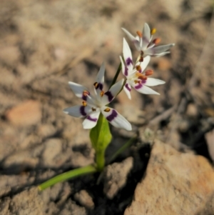 Wurmbea dioica subsp. dioica at Captains Flat, NSW - 5 Sep 2024