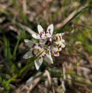 Wurmbea dioica subsp. dioica at Captains Flat, NSW - 5 Sep 2024