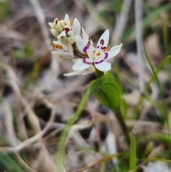 Wurmbea dioica subsp. dioica at Captains Flat, NSW - 5 Sep 2024