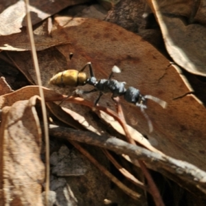 Myrmecia piliventris at Captains Flat, NSW - 5 Sep 2024 03:36 PM