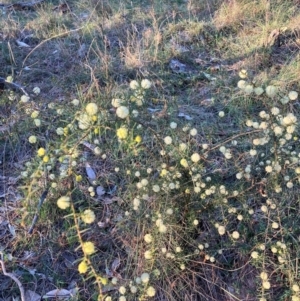 Acacia ulicifolia at Hackett, ACT - 5 Sep 2024