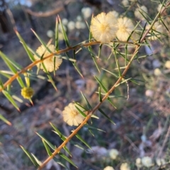 Acacia ulicifolia at Hackett, ACT - 5 Sep 2024