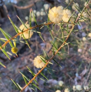 Acacia ulicifolia at Hackett, ACT - 5 Sep 2024 05:22 PM