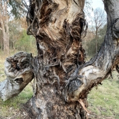 Eucalyptus melliodora (Yellow Box) at Hackett, ACT - 5 Sep 2024 by waltraud