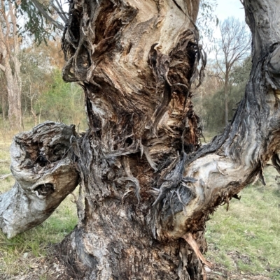 Eucalyptus melliodora (Yellow Box) at Hackett, ACT - 5 Sep 2024 by waltraud