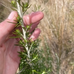 Ozothamnus rosmarinifolius (Rosemary Everlasting) at Tharwa, ACT - 30 Aug 2024 by nathkay