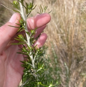 Ozothamnus rosmarinifolius at Tharwa, ACT - 30 Aug 2024