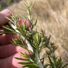 Ozothamnus rosmarinifolius at Tharwa, ACT - 30 Aug 2024