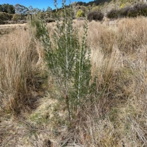 Ozothamnus rosmarinifolius at Tharwa, ACT - 30 Aug 2024