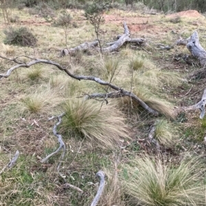 Nassella trichotoma at Hackett, ACT - 5 Sep 2024 05:46 PM